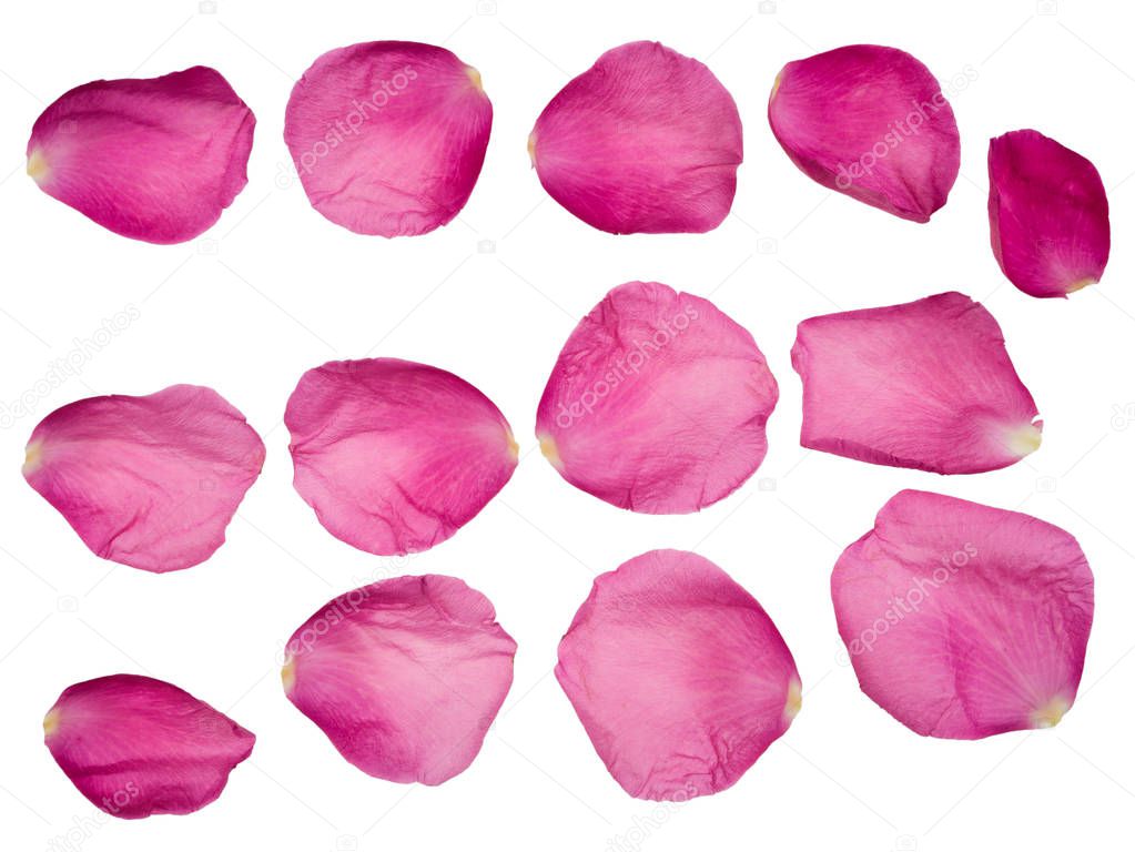 Rose patals isolated on white background with clipping path
