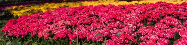 Kalanchoe blossfeldiana (Yanan Katy, Noel Kalanchoe, Flor