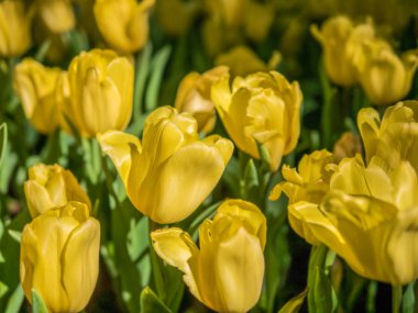 Lale bahçesinde sarı laleler