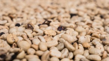 Kurutulmuş çiğ yeşil kahve çekirdeği