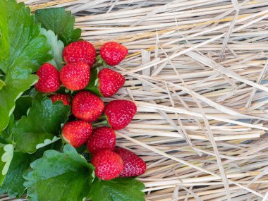 Fresh strawberries with strawberry leaves on rice straw clipart