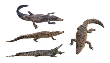 Fark hareketleri timsahlar beyaz arka plan wi izole