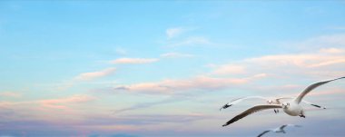 Yumuşak odaklı ön planda akşam gökyüzünün panoramik manzarası