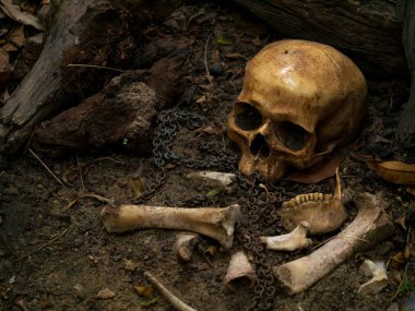 Kafatası ve iskelet kemikleri natürmort görsel sanat gra bulundu
