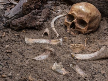 Kafatası ile arkeolojik kazı natürmort, hala kemikleri 