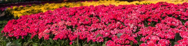 Kalanchoe Blossfeldiana (Flaming Katy, Boże Narodzenie Kalanchoe, Flor — Zdjęcie stockowe