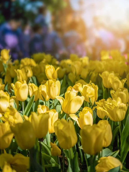 Żółte tulipany w ogrodzie tulipan — Zdjęcie stockowe