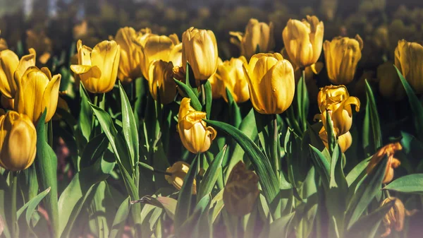 Żółte tulipany w ogrodzie tulipan — Zdjęcie stockowe