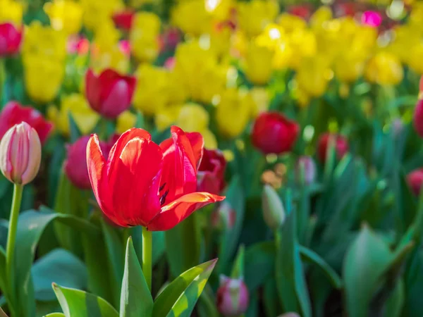 Czerwone tulipany w ogrodzie tulipana — Zdjęcie stockowe