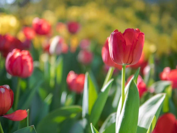 Czerwone tulipany w ogrodzie tulipana — Zdjęcie stockowe