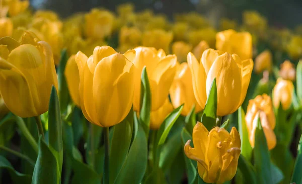 Żółte tulipany w ogrodzie tulipan — Zdjęcie stockowe