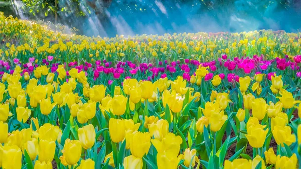 Yellow tulips in a tulip garden — Stock Photo, Image