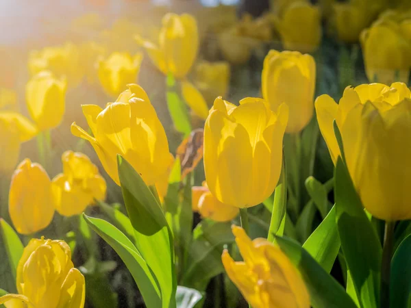 Żółte tulipany w ogrodzie tulipana z Frare słońce — Zdjęcie stockowe