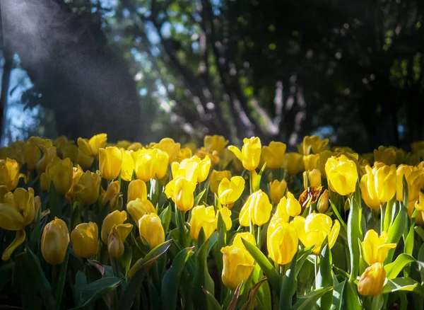 Żółte tulipany w ogrodzie Tulip z natryskiem wodnym i światłem słonecznym r — Zdjęcie stockowe