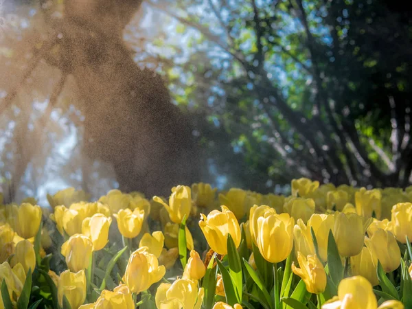 Żółte tulipany w ogrodzie Tulip z natryskiem wodnym i światłem słonecznym r — Zdjęcie stockowe