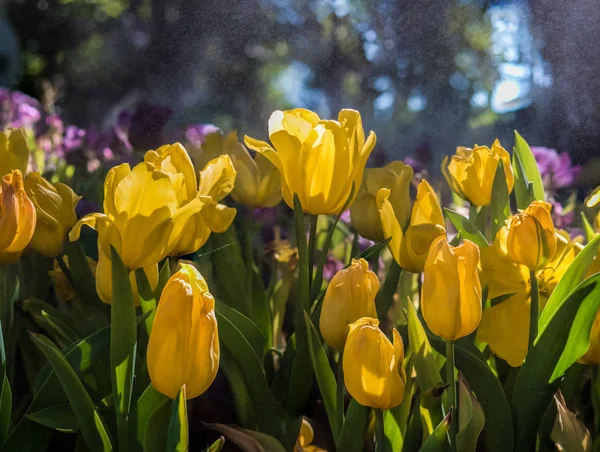 Żółte tulipany w ogrodzie Tulip z natryskiem wodnym i światłem słonecznym r — Zdjęcie stockowe