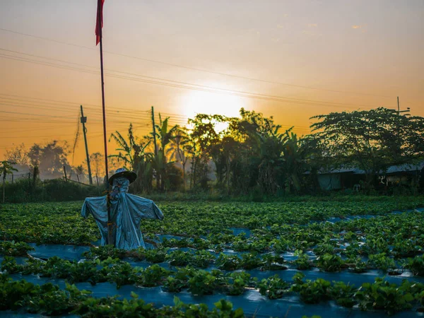 Sunrise w: Strawberry Field with wróble w: Chieng Rai thailan — Zdjęcie stockowe