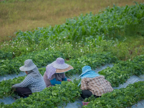 Workers working in strawberry field at Chieng Rai Thailand — Stock Photo, Image