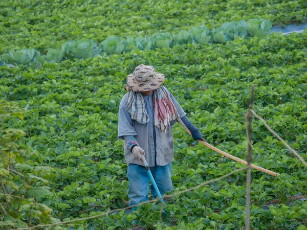 Pracownicy pracujący w dziedzinie truskawek w Chieng Rai Tajlandia — Zdjęcie stockowe