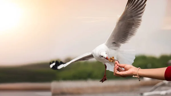 Mano hembra alimentando a una gaviota voladora, focalizada selectiva —  Fotos de Stock