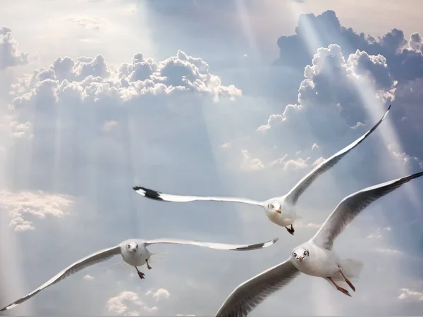 Gaviotas volando sobre cielo azul nublado con rayo de luz —  Fotos de Stock