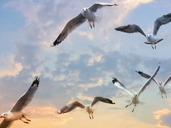 Bandada de gaviotas voladoras con fondo de cielo nocturno, selecti —  Fotos de Stock