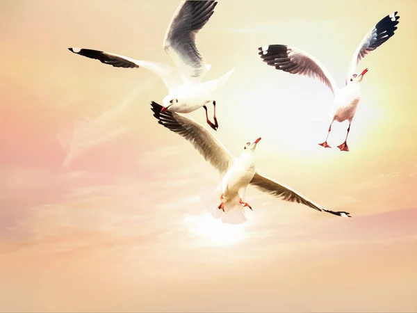 Gaviotas volando sobre el cielo del amanecer —  Fotos de Stock