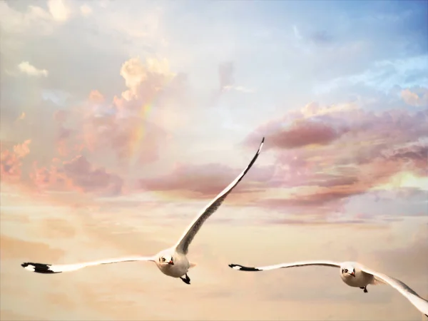 Flying seagulls with background of evening sky — Stock Photo, Image