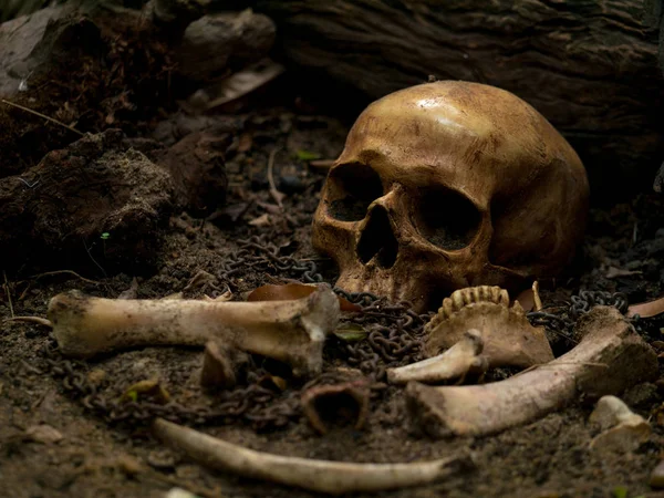 Kafatası ve iskelet kemikleri natürmort görsel sanat gra bulundu