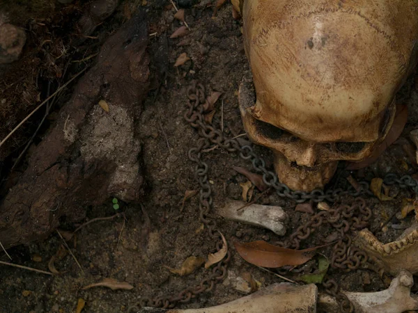 Natureza morta arte visual de crânios e esqueletos ossos encontrados em gra — Fotografia de Stock
