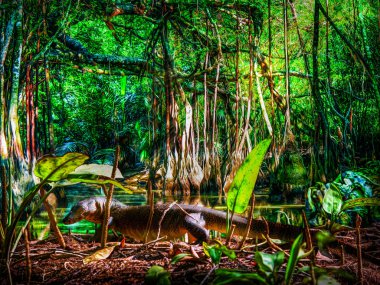 Nehir kıyısında doğada Su Monitörkertenkelesi (Varanus salvator) 