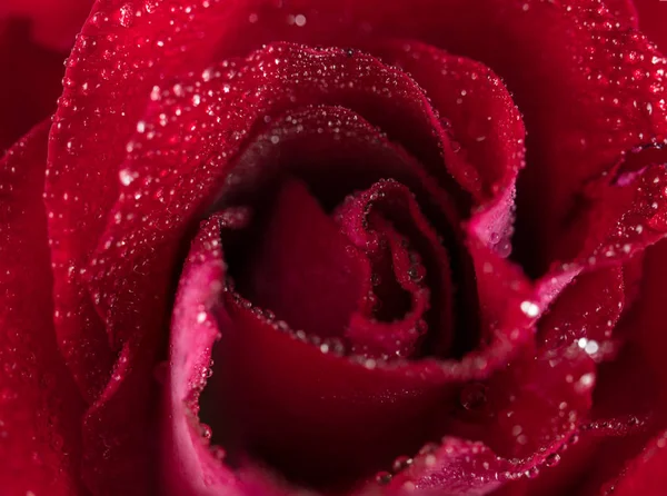 Nahaufnahme einer roten Rose mit Wassertropfen — Stockfoto