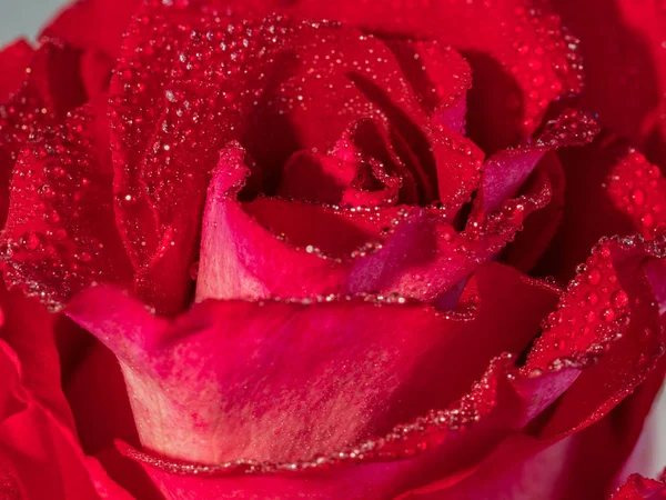 물방울이 있는 빨간 장미의 클로즈업 이미지 — 스톡 사진