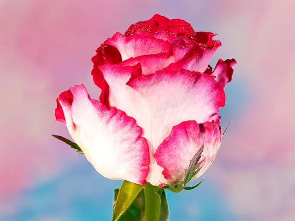 Imagem de close-up de rosa vermelha branca isolada no fundo colorido — Fotografia de Stock