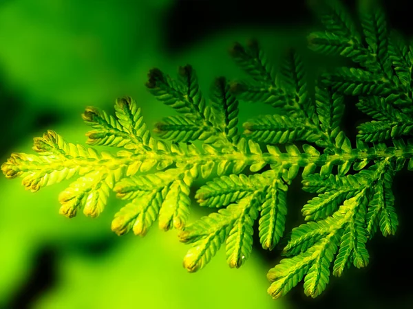Close-up de folhas de samambaia verde em um fundo de samambaia verde borrado — Fotografia de Stock