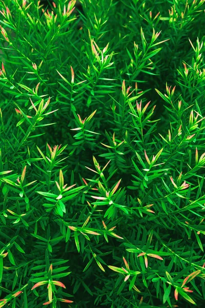 Naturalne Tło Liści Zielonego Krzewu — Zdjęcie stockowe