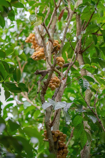 longkong fruits on longkong fruit tree with little bird eating longkong fruit