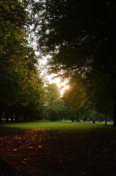 Clear Green Glade Sunset — Stock Photo, Image