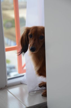 Büyüleyici bir kırmızı Dachshund perdearkasından dışarı bakar.