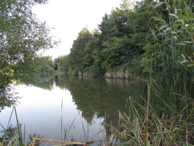 Gölete yakın çam ormanı