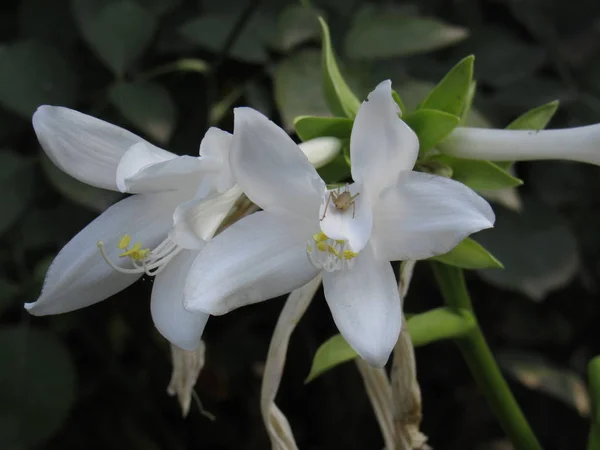 Bellissimo Fiore Bianco Che Fiorisce Giardino — Foto Stock