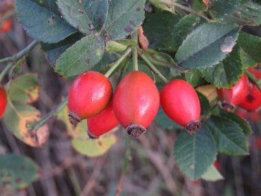 gül kalça meyveleri ağustos ayında yırtır