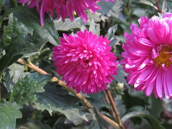 Asters Floraison Dans Jardin — Photo