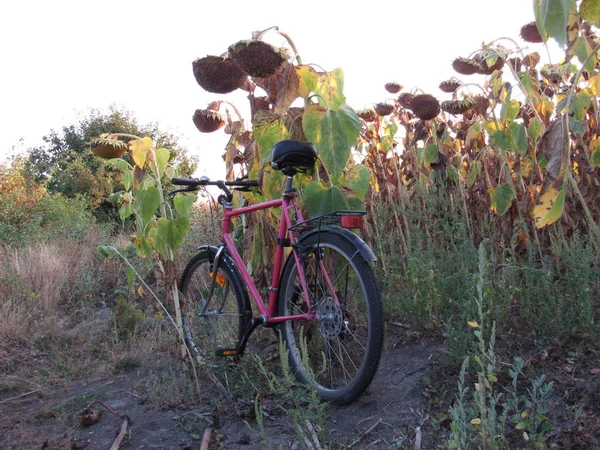 Bicicleta Rosa Cerca Girasoles —  Fotos de Stock