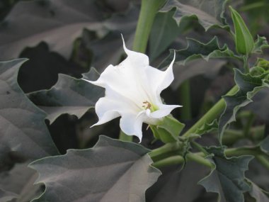 Datura Indian.It dünya çapında ılıman iklimlerde agresif bir oed olduğunu
