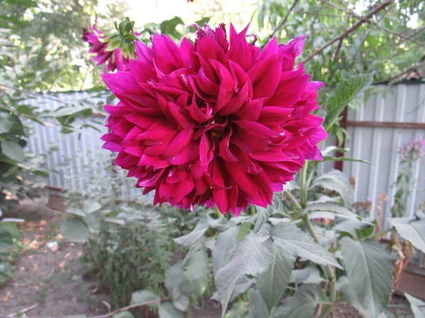 Belle Dahlia Rouge Fleurissant Dans Jardin — Photo