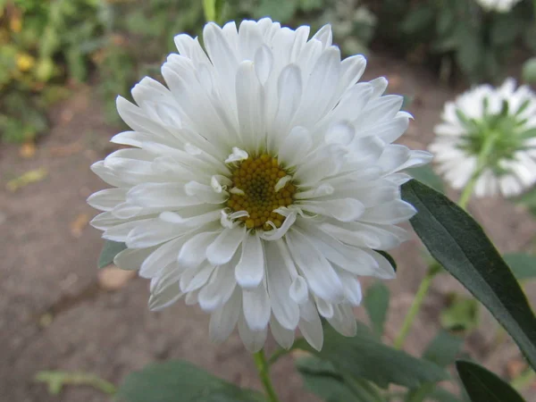 Belle Aster Blanc Fleurissant Dans Jardin — Photo