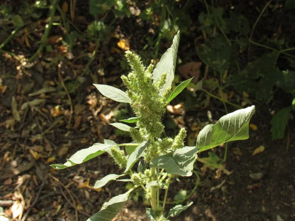 Amarantväxter Amaranth Familj Blommande Växter — Stockfoto