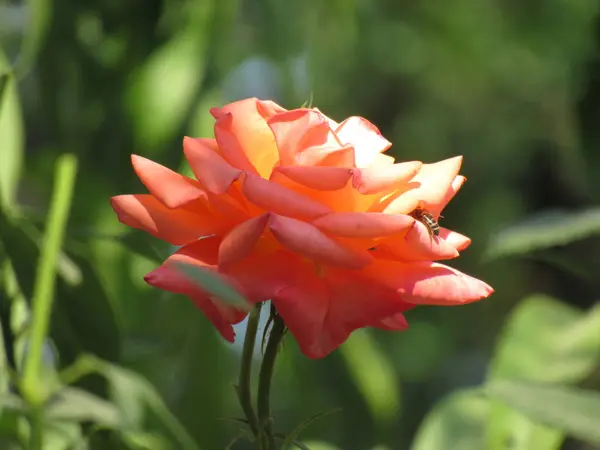 Bee Collects Honey Beautiful Rose — Stock Photo, Image