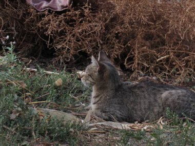 bahçede gri kedi avı
